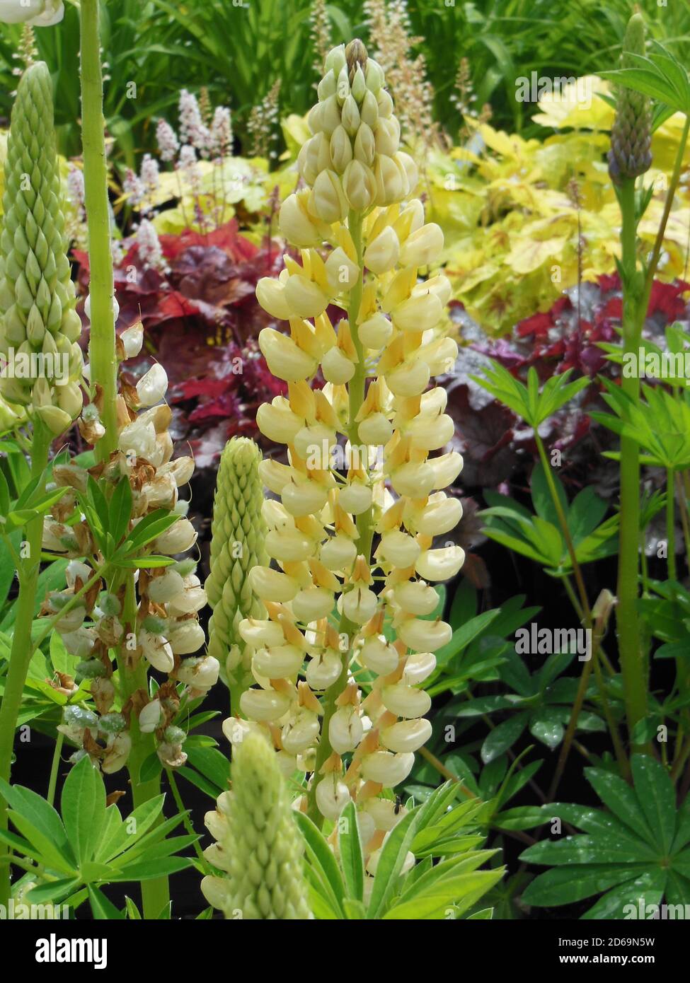 „Beautiful Flowers“ eine Reihe hübscher Blumenvereinigungen. Dieses Bild wurde Anfang August in einem lokalen Arboretum im Herzen des Cotswold aufgenommen. Stockfoto
