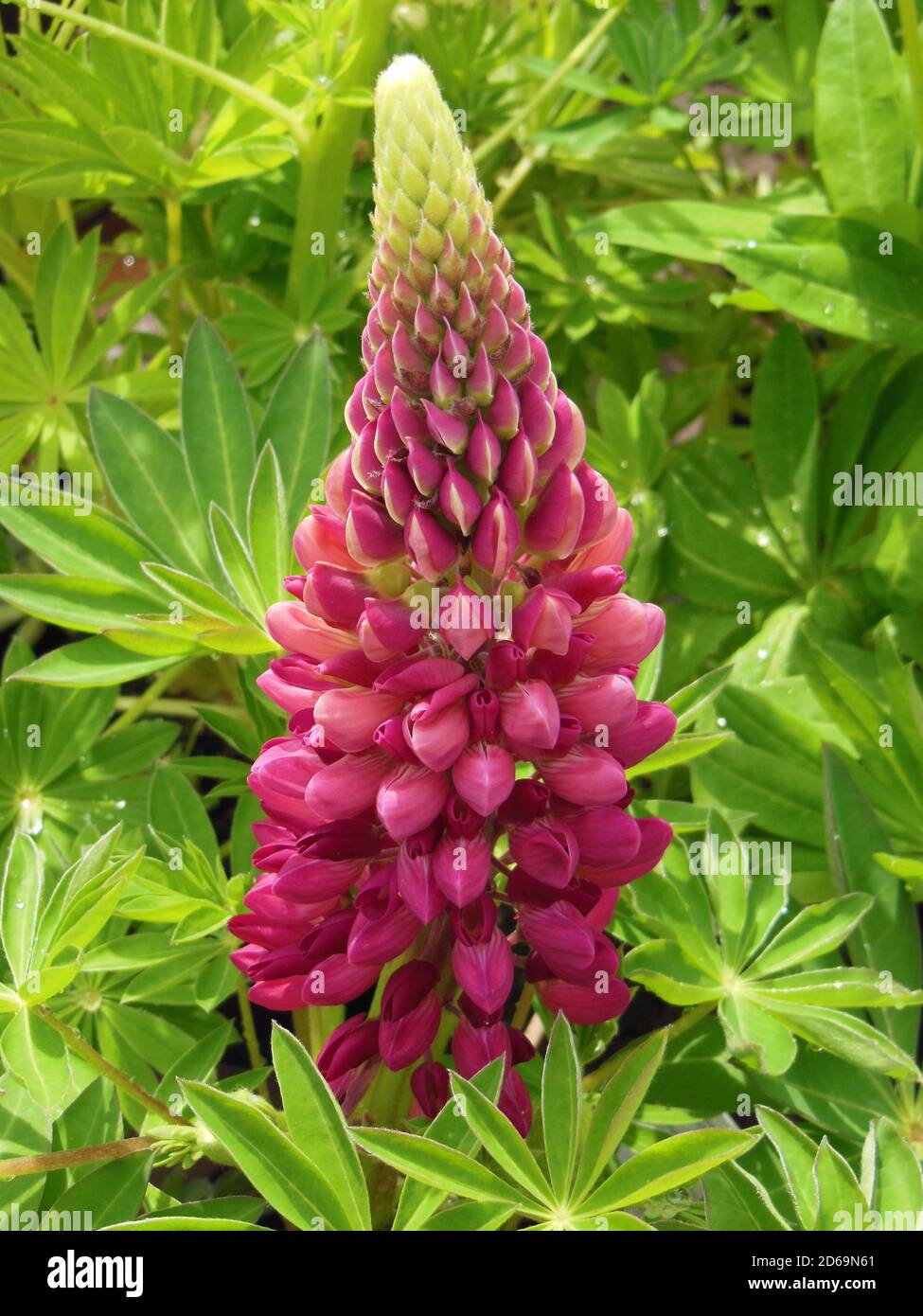 „Beautiful Flowers“ eine Reihe hübscher Blumenvereinigungen. Dieses Bild wurde Anfang August in einem lokalen Arboretum im Herzen des Cotswold aufgenommen. Stockfoto