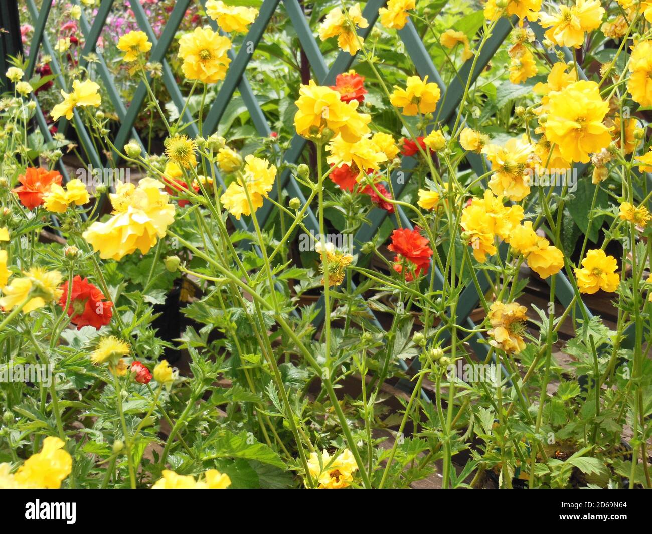 „Beautiful Flowers“ eine Reihe hübscher Blumenvereinigungen. Dieses Bild wurde Anfang August in einem lokalen Arboretum im Herzen des Cotswold aufgenommen. Stockfoto