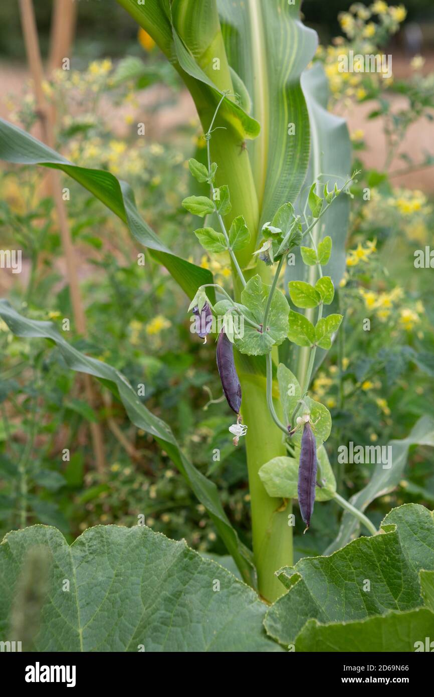 Outdoor Permakultur Garten mit begleitenden Pflanzung von Mais, grüne Bohnen und Kürbis Pflanzen. Stockfoto