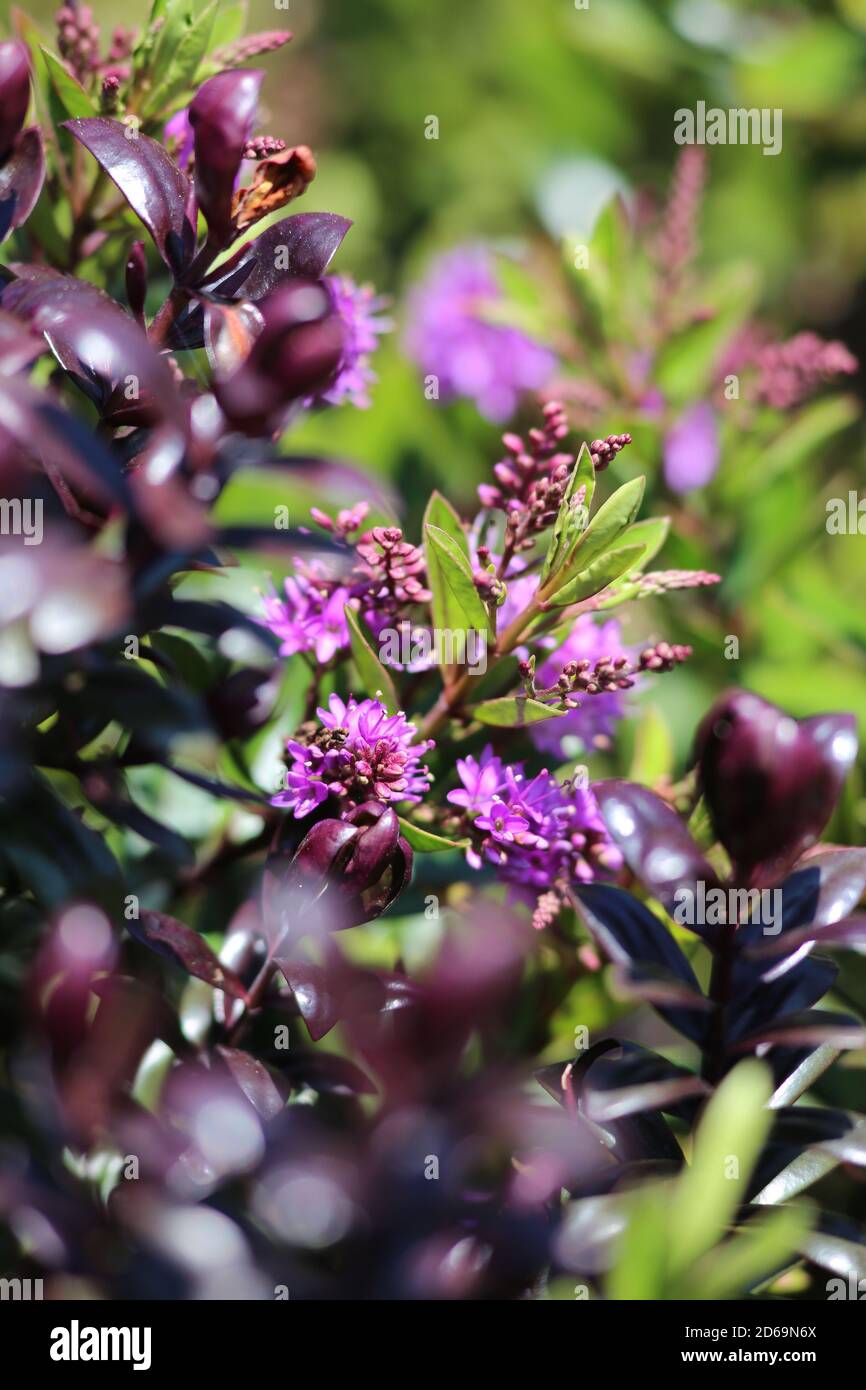 „Beautiful Flowers“ eine Reihe hübscher Blumenvereinigungen. Dieses Bild wurde Anfang August in einem lokalen Arboretum im Herzen des Cotswold aufgenommen. Stockfoto