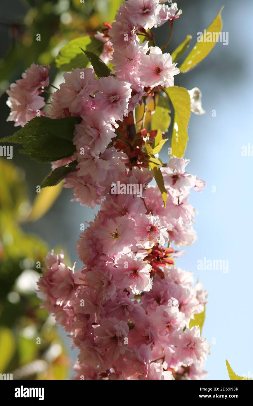 „Beautiful Flowers“ eine Reihe hübscher Blumenvereinigungen. Dieses Bild wurde Anfang August in einem lokalen Arboretum im Herzen des Cotswold aufgenommen. Stockfoto