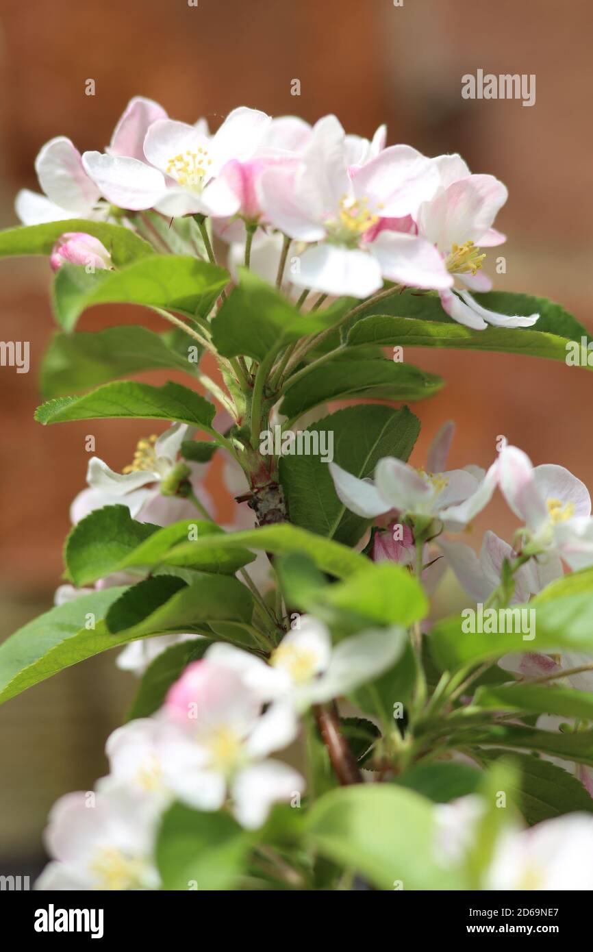 „Beautiful Flowers“ eine Reihe hübscher Blumenvereinigungen. Dieses Bild wurde Anfang August in einem lokalen Arboretum im Herzen des Cotswold aufgenommen. Stockfoto