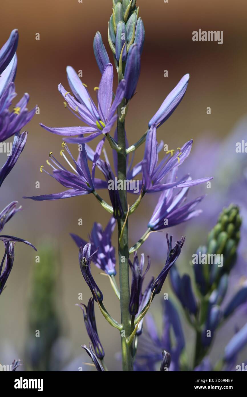 „Beautiful Flowers“ eine Reihe hübscher Blumenvereinigungen. Dieses Bild wurde Anfang August in einem lokalen Arboretum im Herzen des Cotswold aufgenommen. Stockfoto
