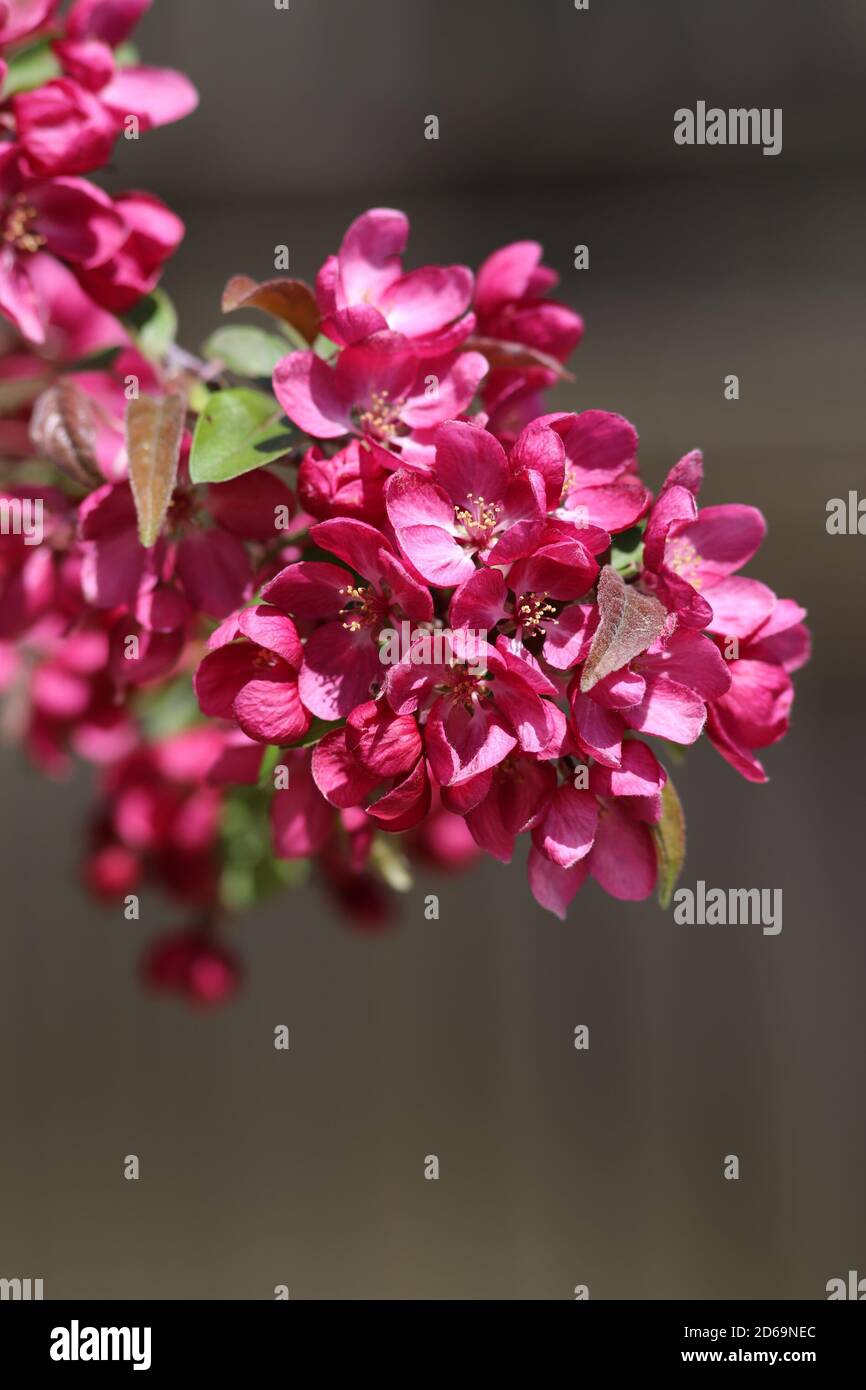 „Beautiful Flowers“ eine Reihe hübscher Blumenvereinigungen. Dieses Bild wurde Anfang August in einem lokalen Arboretum im Herzen des Cotswold aufgenommen. Stockfoto