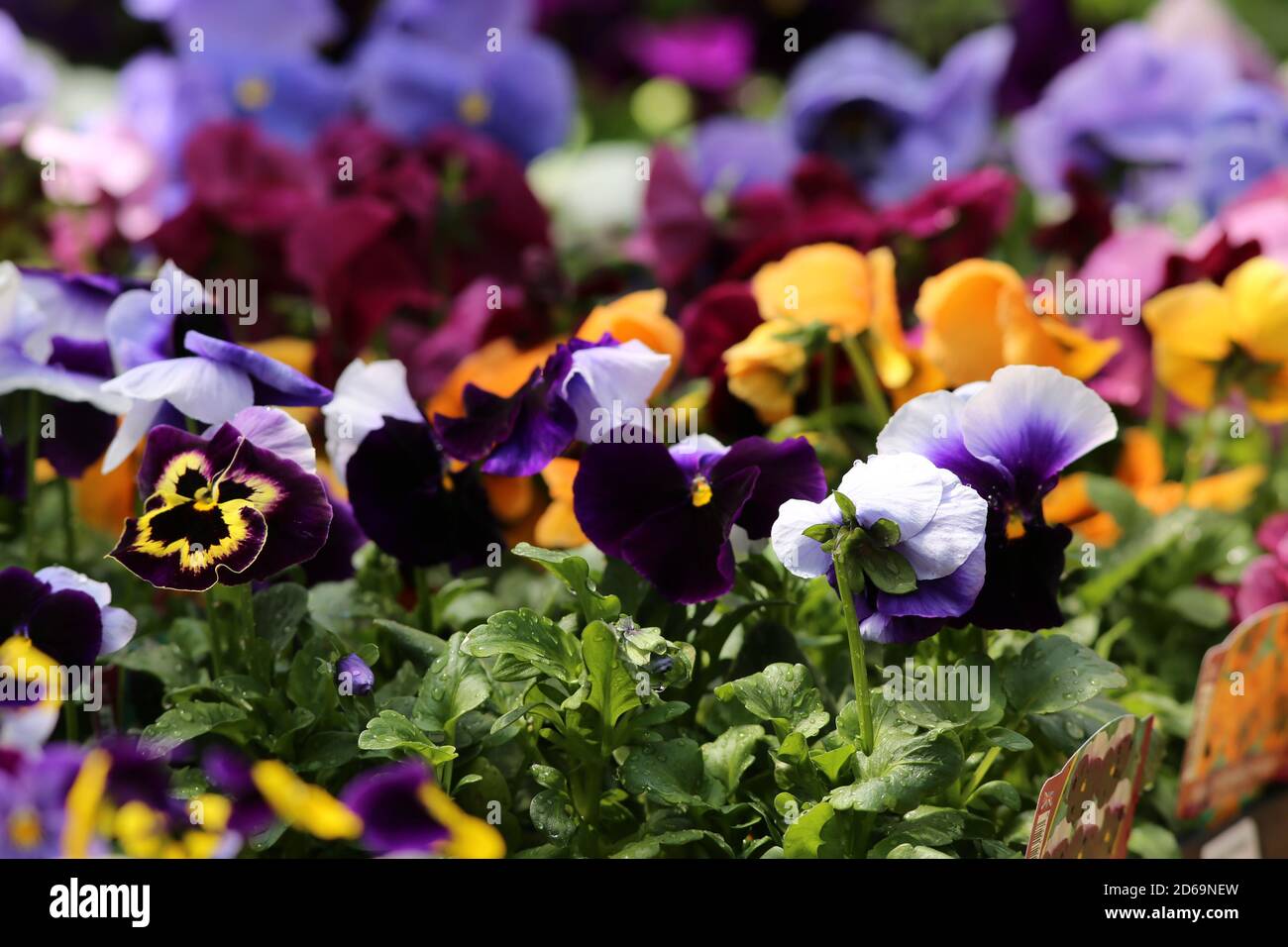 „Beautiful Flowers“ eine Reihe hübscher Blumenvereinigungen. Dieses Bild wurde Anfang August in einem lokalen Arboretum im Herzen des Cotswold aufgenommen. Stockfoto