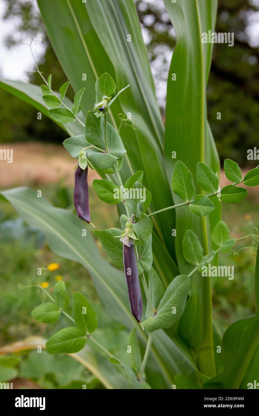 Outdoor Permakultur Garten mit begleitenden Pflanzung von Mais und grünen Bohnen Pflanzen. Stockfoto