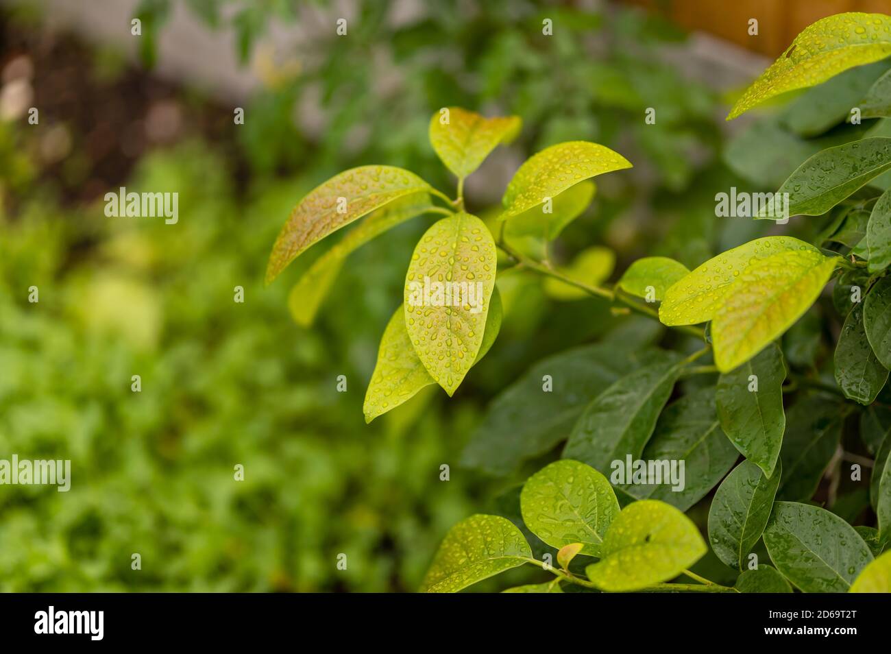 Blätter an einem nassen Tag Stockfoto