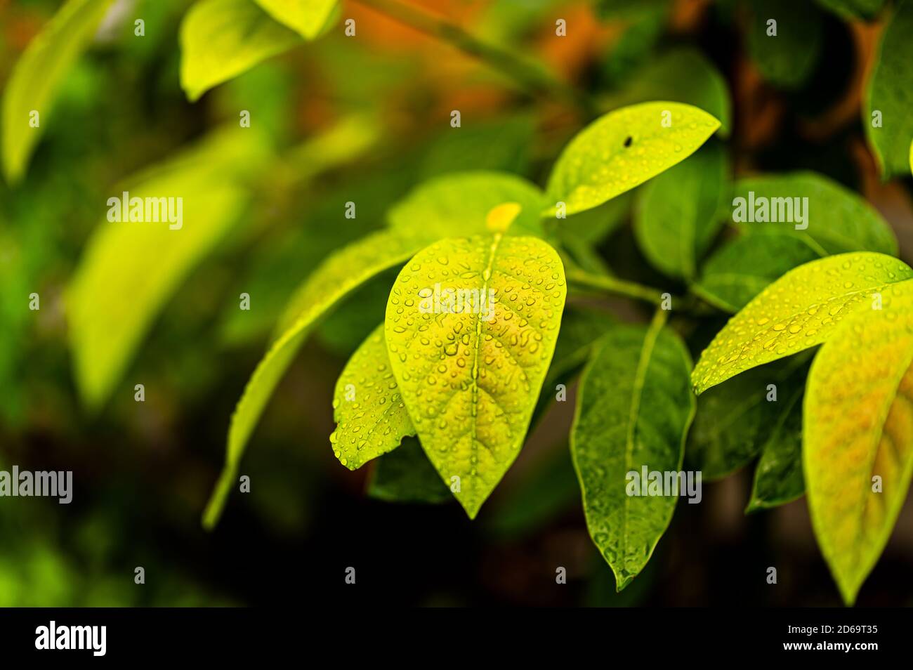 Blätter an einem nassen Tag Stockfoto