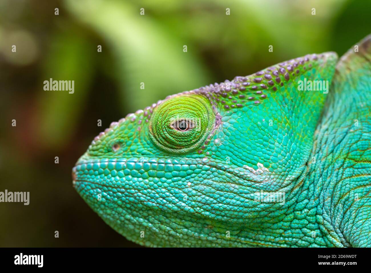 Nahaufnahme, Makroaufnahme eines grünen Chamäleons Stockfoto