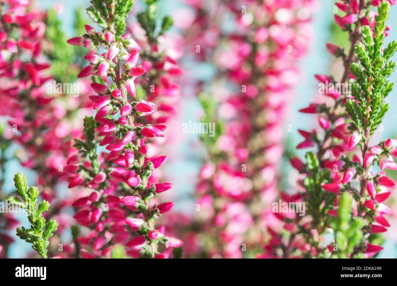 Calluna vulgaris (bekannt als Heidekraut, Leng oder einfach Heidekraut). Heller, farbenfroher Herbsthintergrund. Stockfoto