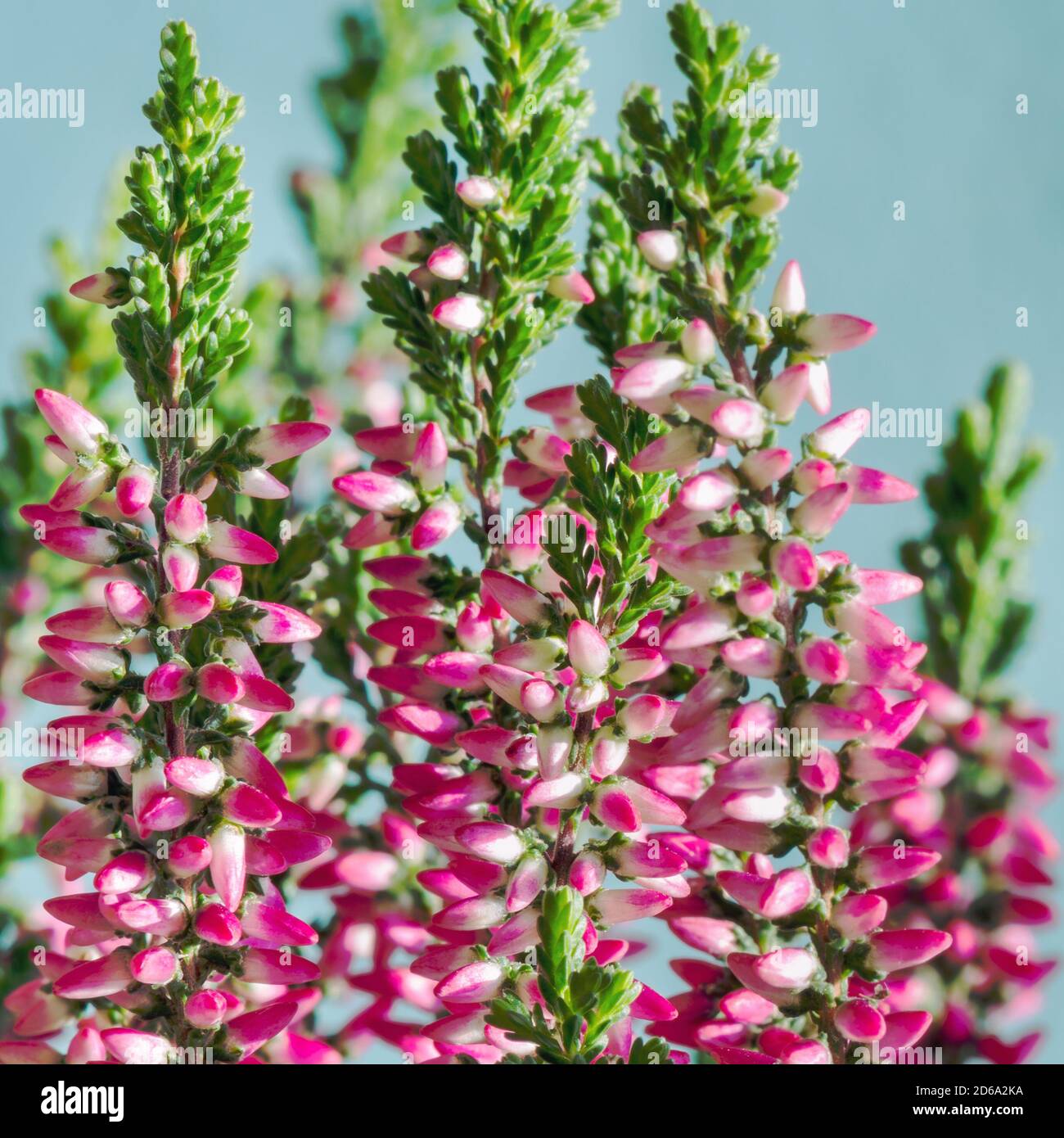 Calluna vulgaris (bekannt als Heidekraut, Leng oder einfach Heidekraut). Heller, farbenfroher Herbsthintergrund. Stockfoto