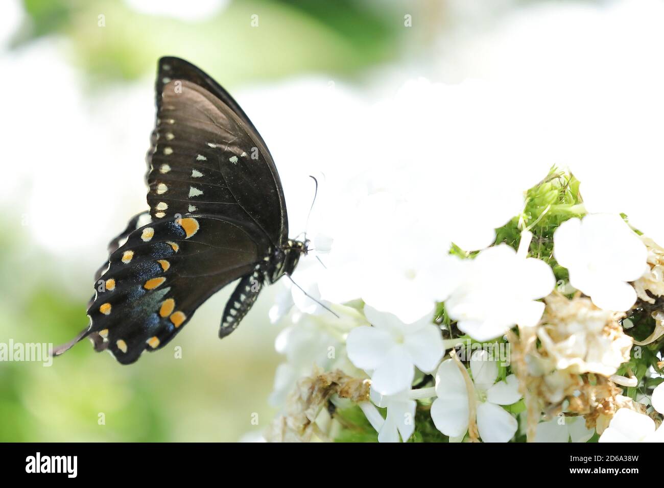 Schwalbenschwanzschmetterling (Papilio troilus) Fütterung auf einer weißen Blume in Nordamerika Stockfoto