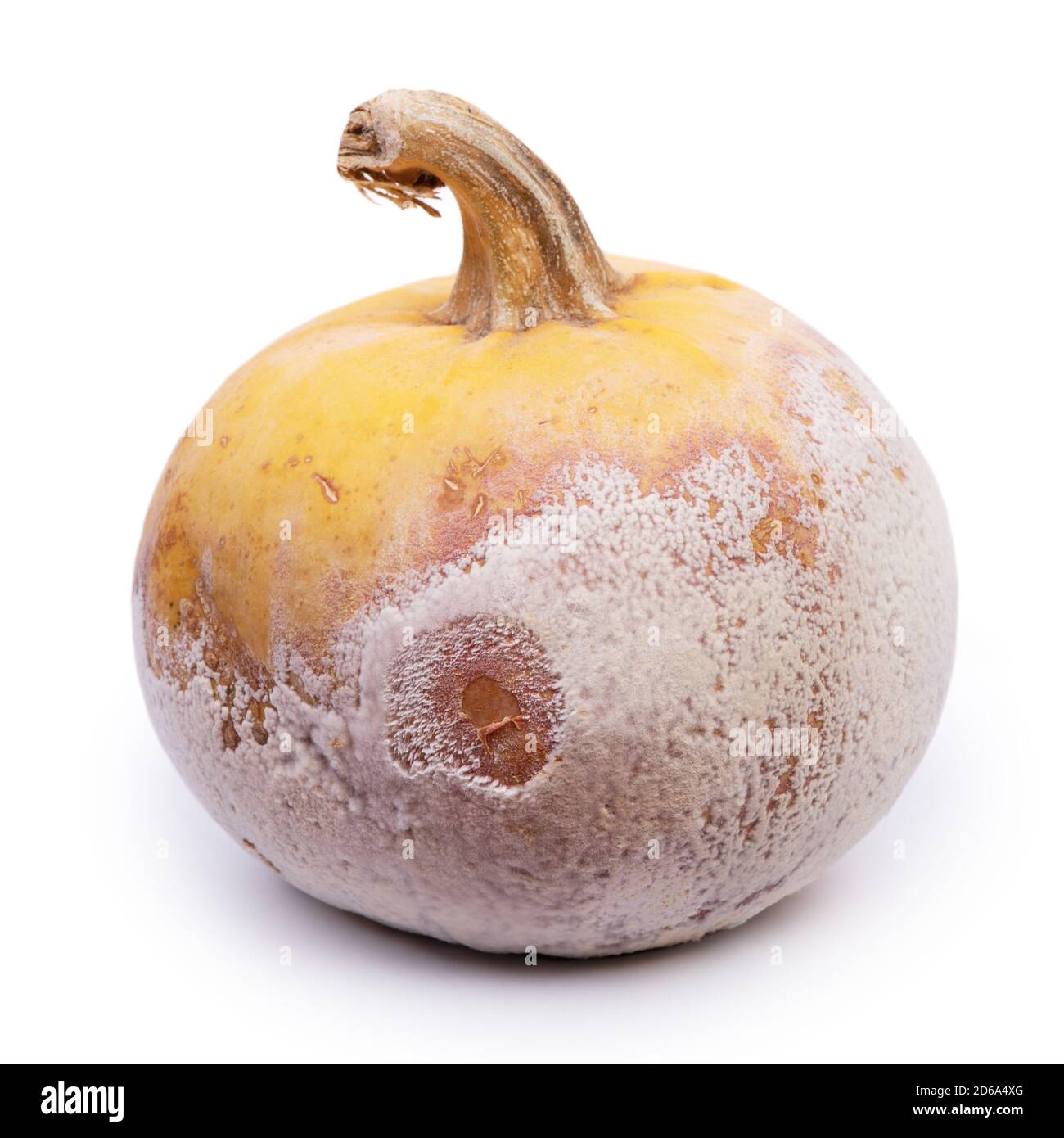 Verrotteten Kürbis auf weißem Hintergrund Stockfoto