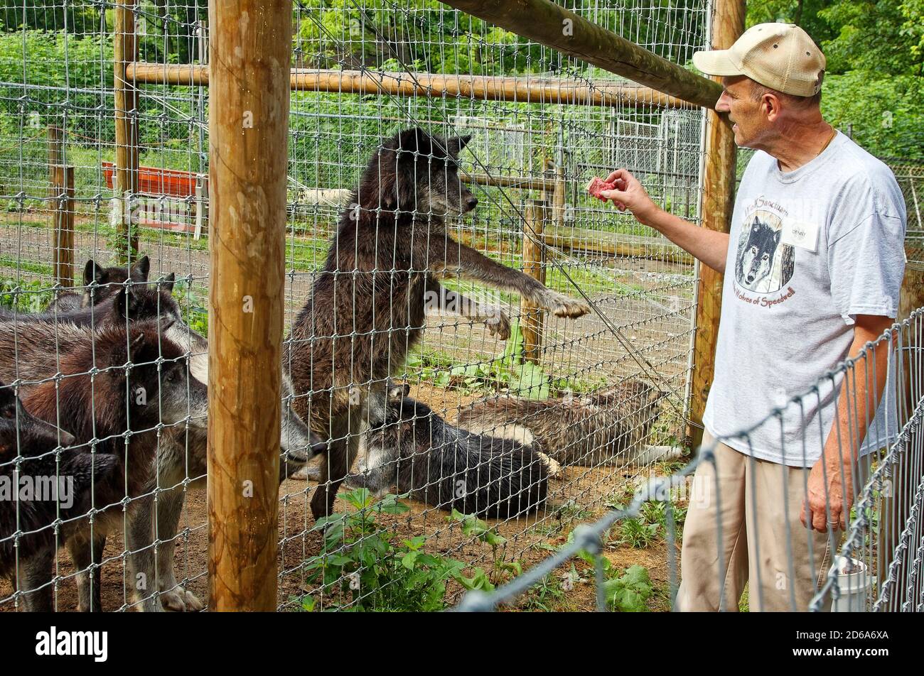 Mann Fütterung Wolf, Fleisch Brocken, Personal, Zyklonzaun, Tierwelt, gerettete Tiere, human, Wolf Sanctuary of Pennsylvania, Lancaster County, PA, USA Stockfoto