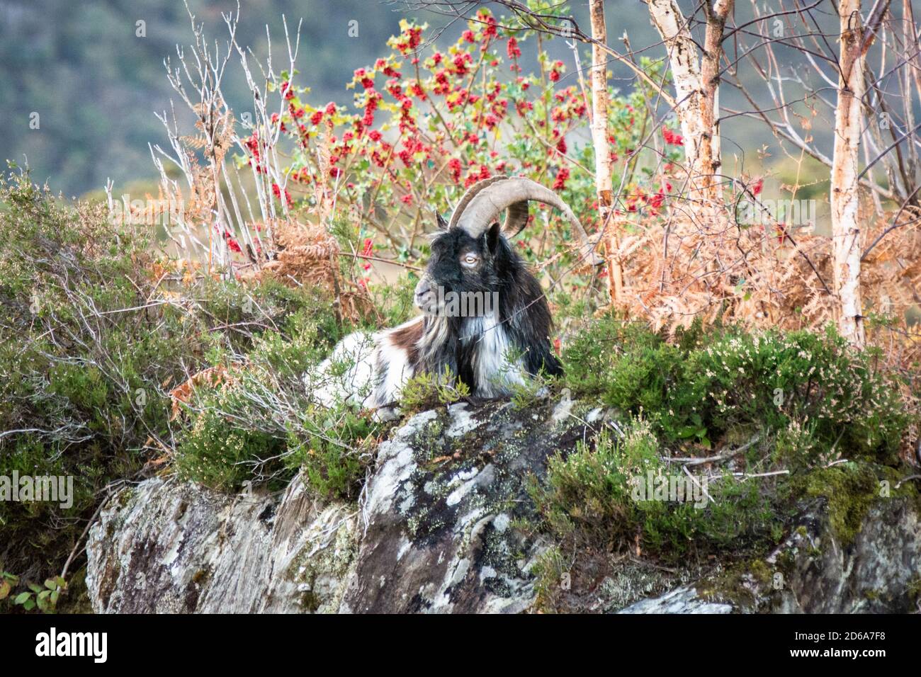 Wild billy Goat Lounges auf einem Hügel in Kerry in Irland. Jedes Jahr wird eine Wildziege aus diesen Hügeln zum König der zweitägigen Puck-Messe in Killorglin gekrönt. Stockfoto