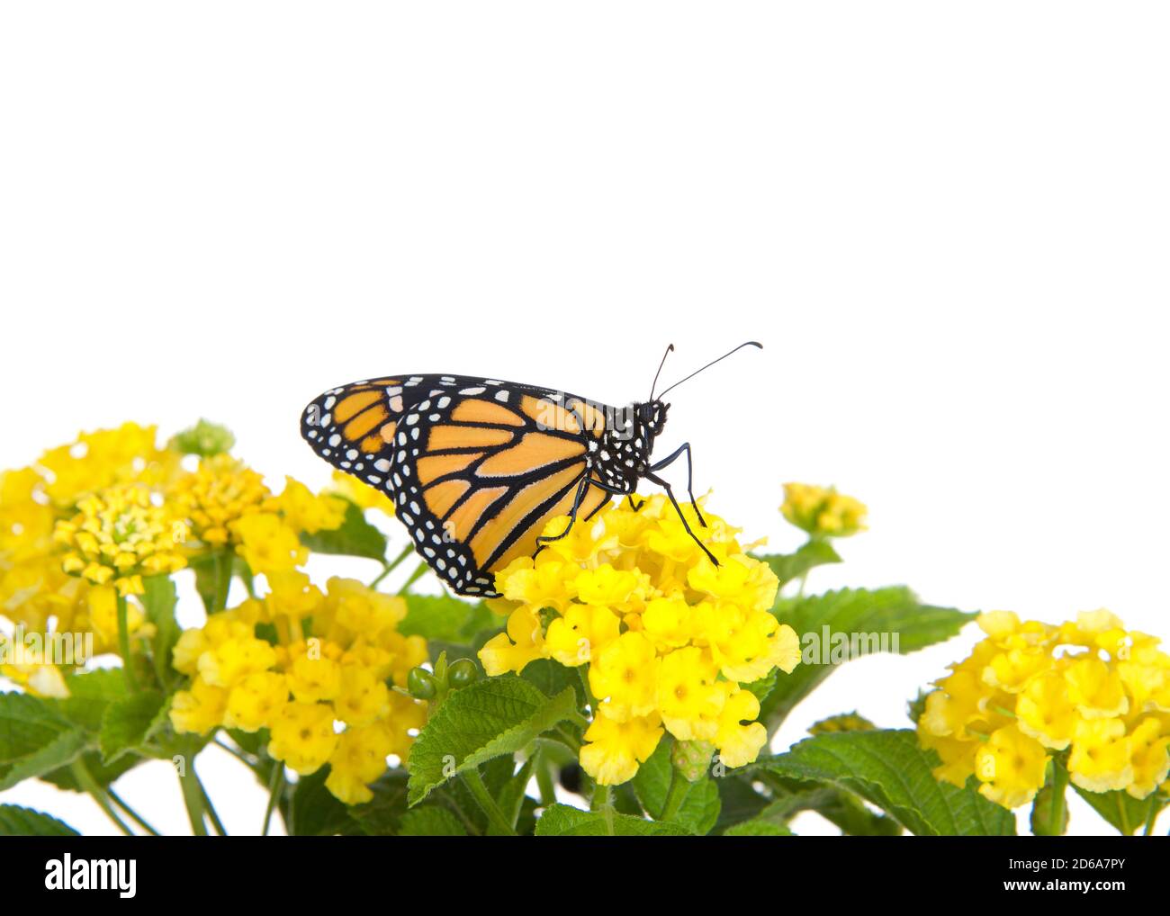 Nahaufnahme eines Monarch Butterfly auf gelben lantana Blumen, Profilansicht. Isoliert auf Weiß. Stockfoto