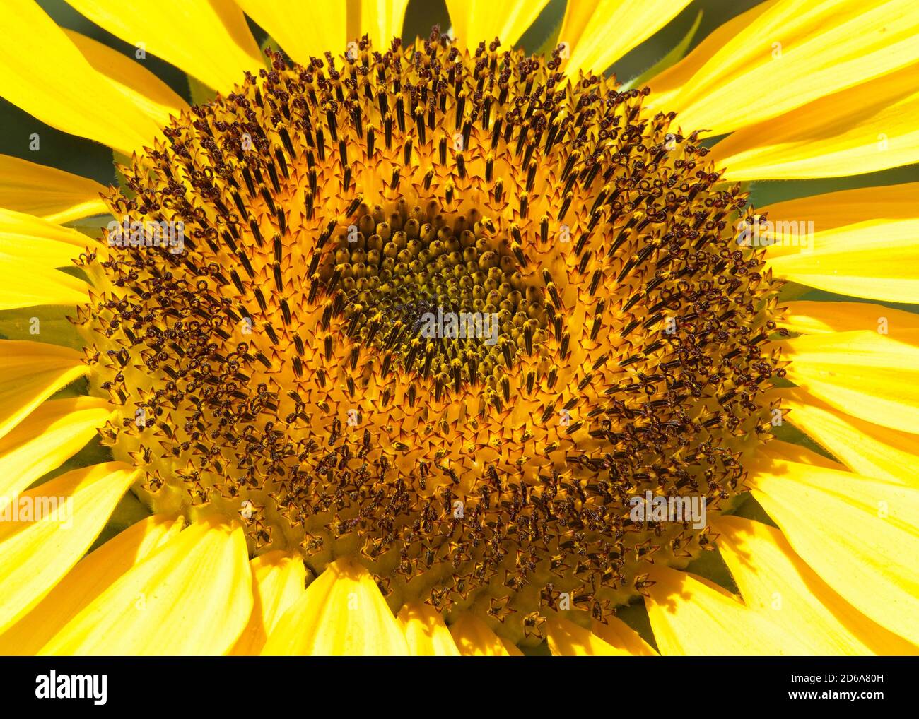 Nahaufnahme der Mitte einer Riesensonnenblume in hellem Sommerlicht, Fokus gestapelt für größere Schärfentiefe und Details. Stockfoto
