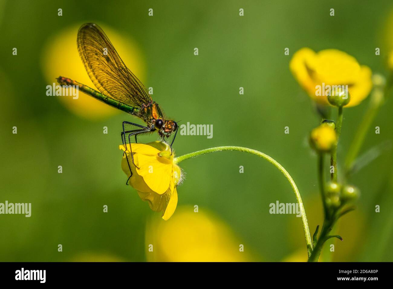 Weibliche gebänderte Demoiselle thront auf einer Schmetterlingsblume Stockfoto