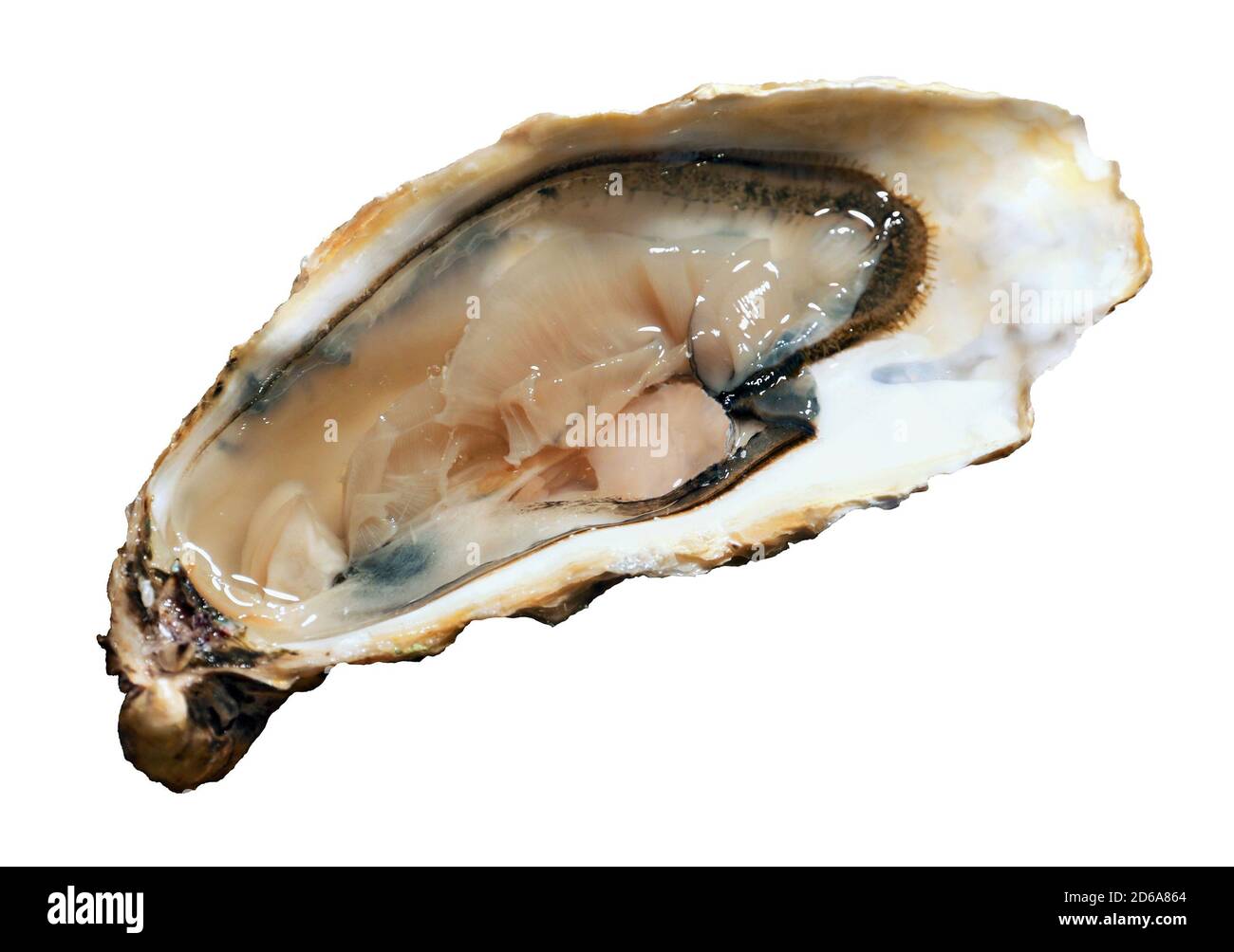 Offene Auster isoliert auf warum Hintergrund Stockfoto