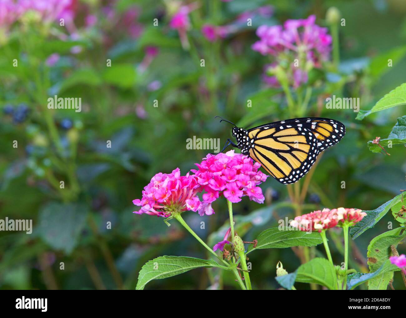 Nahaufnahme der Profilansicht eines Monarch Schmetterlings auf rosa lantana Blumen sitzen. Stockfoto