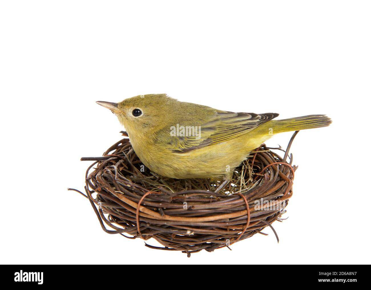 Profil eines erwachsenen gelben Waldsänger, der in einem kleinen Nest aus Zweigen steht, isoliert auf Weiß. Stockfoto
