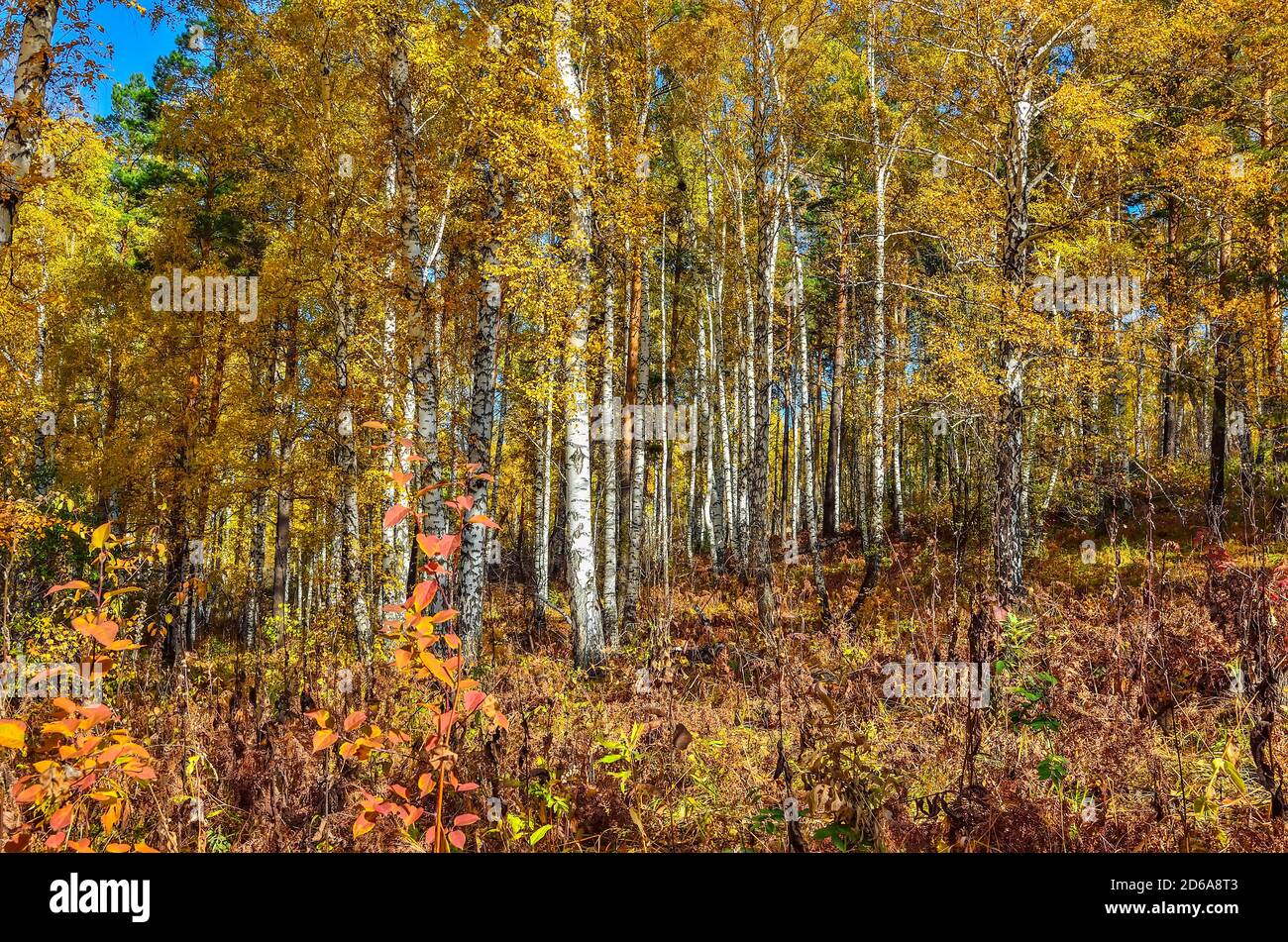 Helle bunte sonnige Herbstwaldlandschaft - Märchen von Herbstnatur. Bunte Laub von Bäumen, Sträuchern, grünen Nadeln von Kiefern, weißen Stämmen Stockfoto