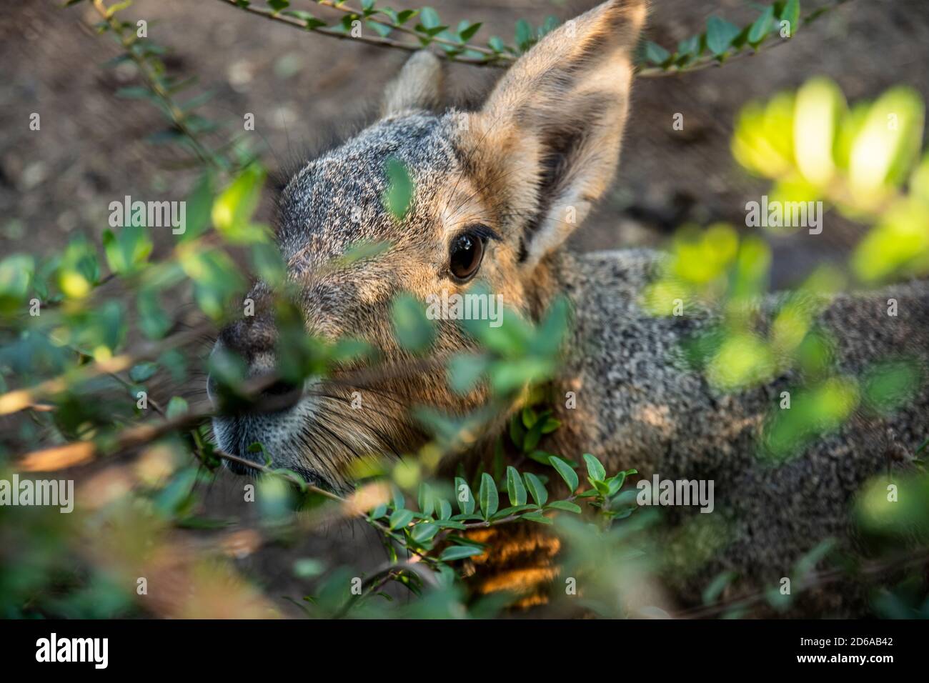 Wilde patagonische mara mit grünen Blättern davor. Eine neugierige patagonische mara neben Baumblättern. Stockfoto