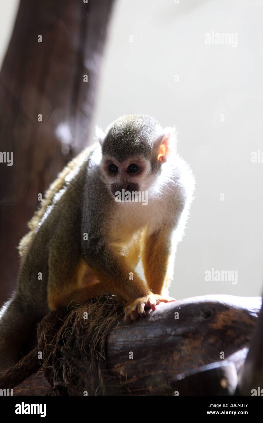 Gewöhnliches Totenkopffäffchen Stockfoto