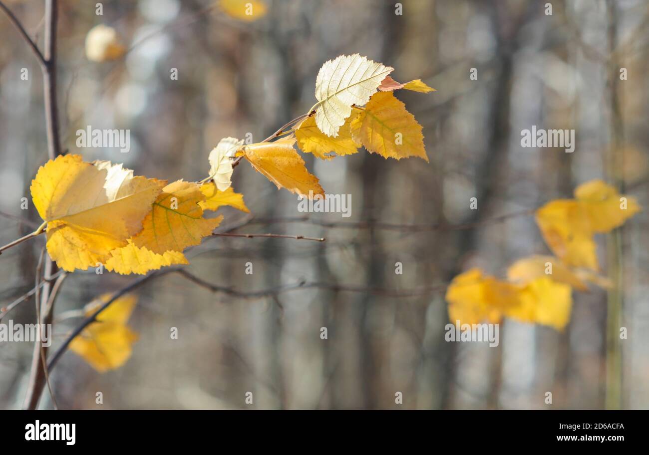 Gelbe Herbstbirke Blätter auf einem Zweig flatternd in der Wind Stockfoto