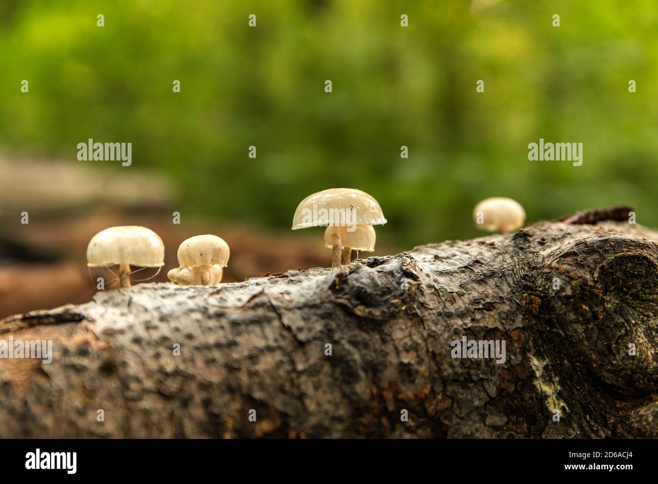 Pilz Mucidula mucida, die auf Baumstämmen wächst. Waldpilze - Mucidula mucida Stockfoto