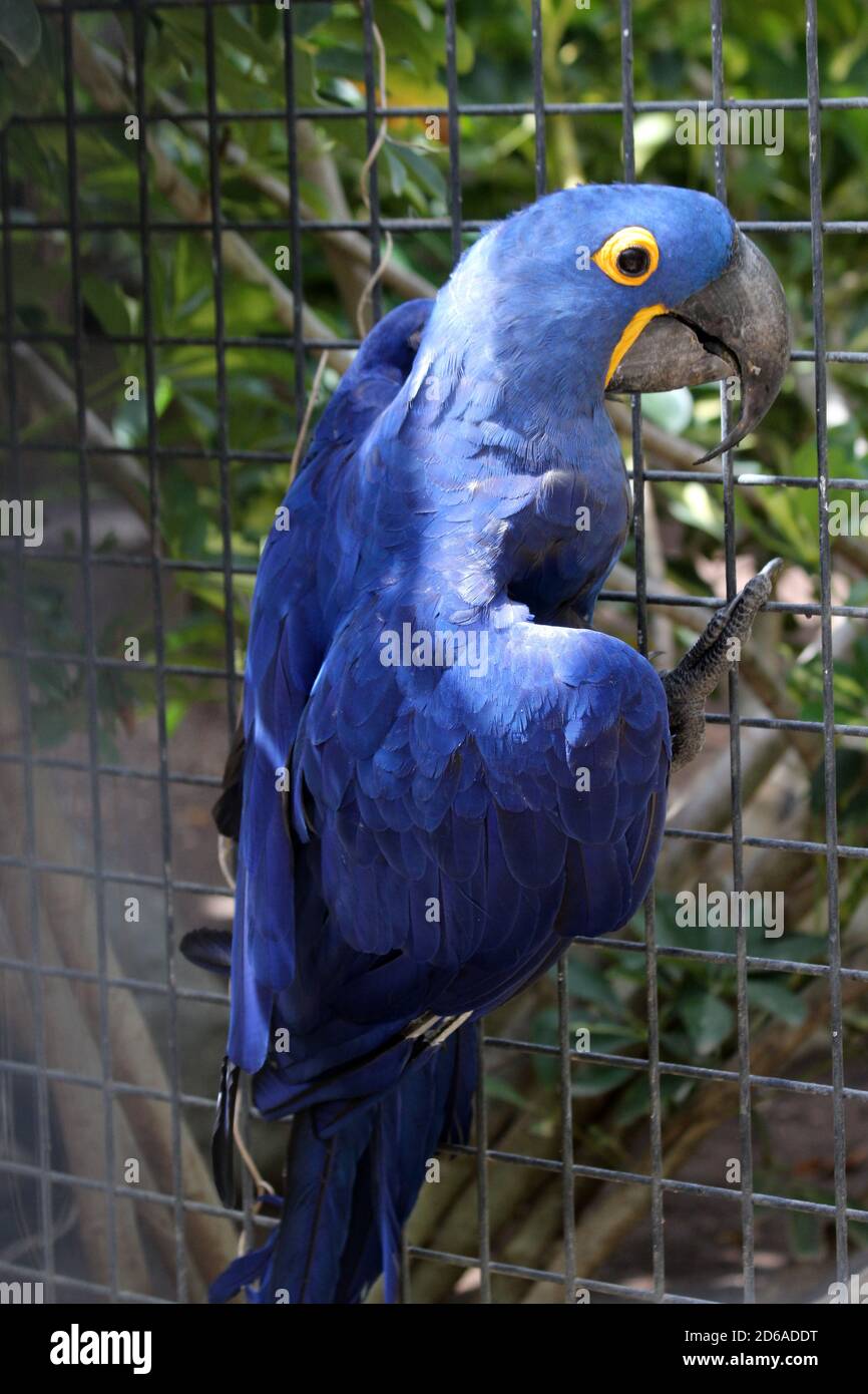 Hyazinthara Stockfoto