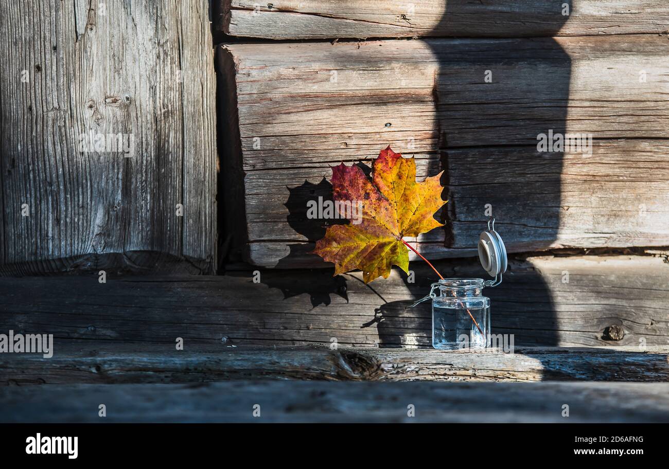 Ein Ahornblatt in wechselnden Herbstfarben in einem offenen Glas mit Wasser, das Schwedens Natur symbolisiert, ist offen Für Herbst und Winter beginnt zu AP Stockfoto