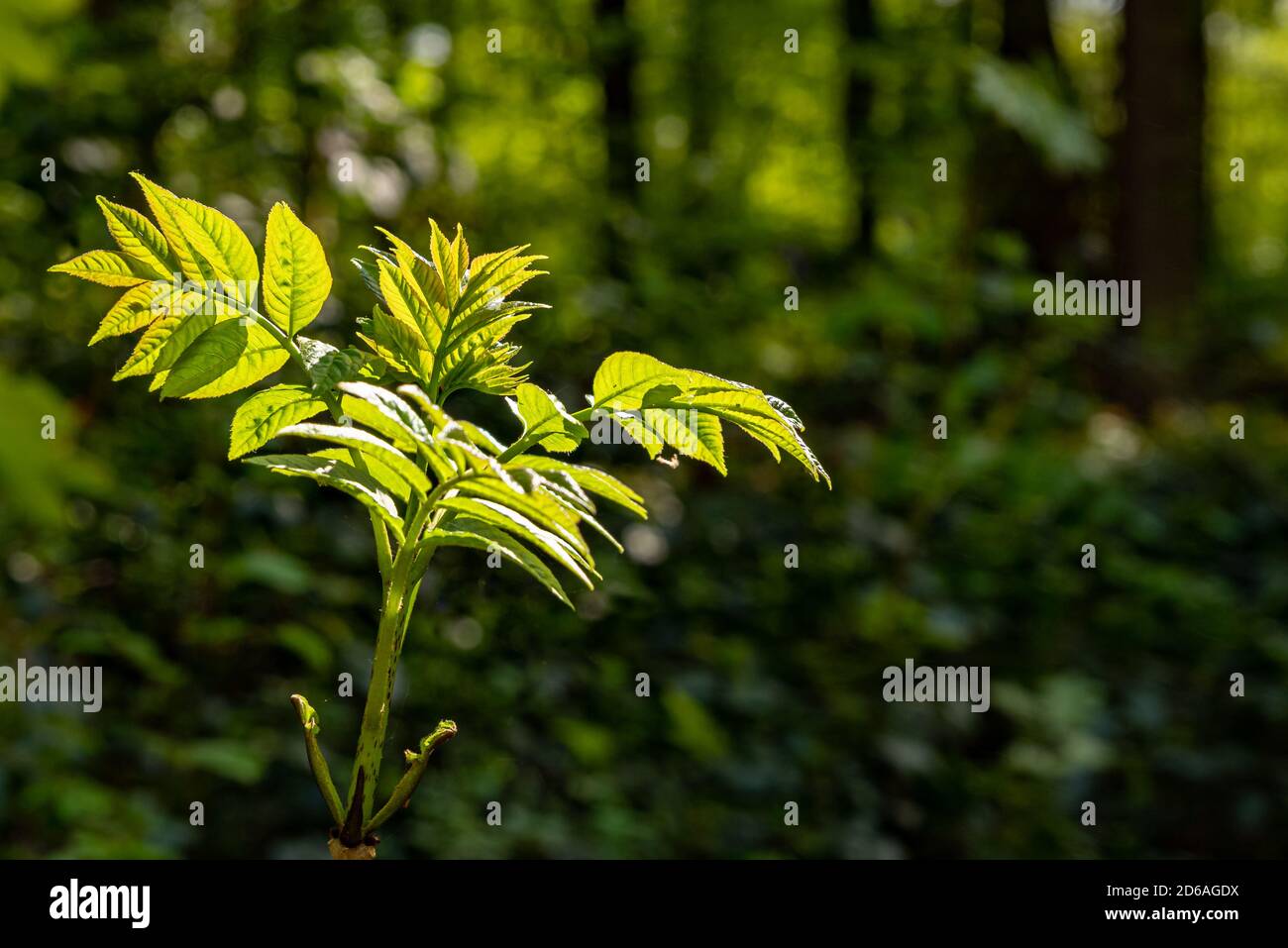 Frische grüne Triebe im Sonnenlicht, isoliert im Wald, geringe Schärfentiefe Stockfoto