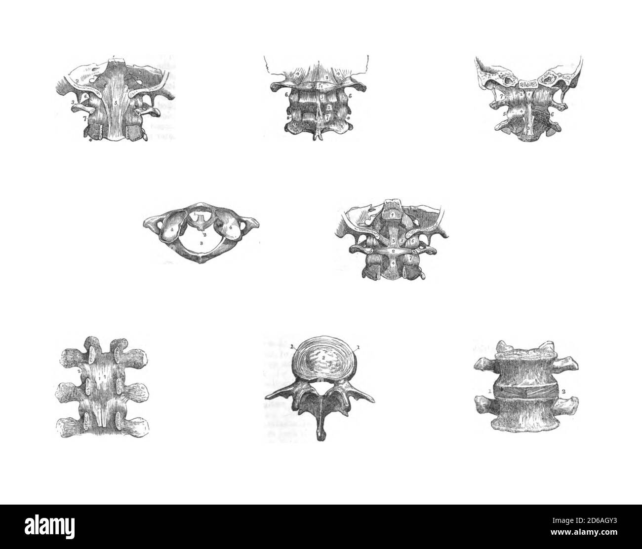 8 Ansichten der Wirbelsäulenwirbel aus vergriffenen Buch, menschliche Anatomie: Band 1 Jones Quain, Richard Quain, William Sharpey - 1849 Stockfoto