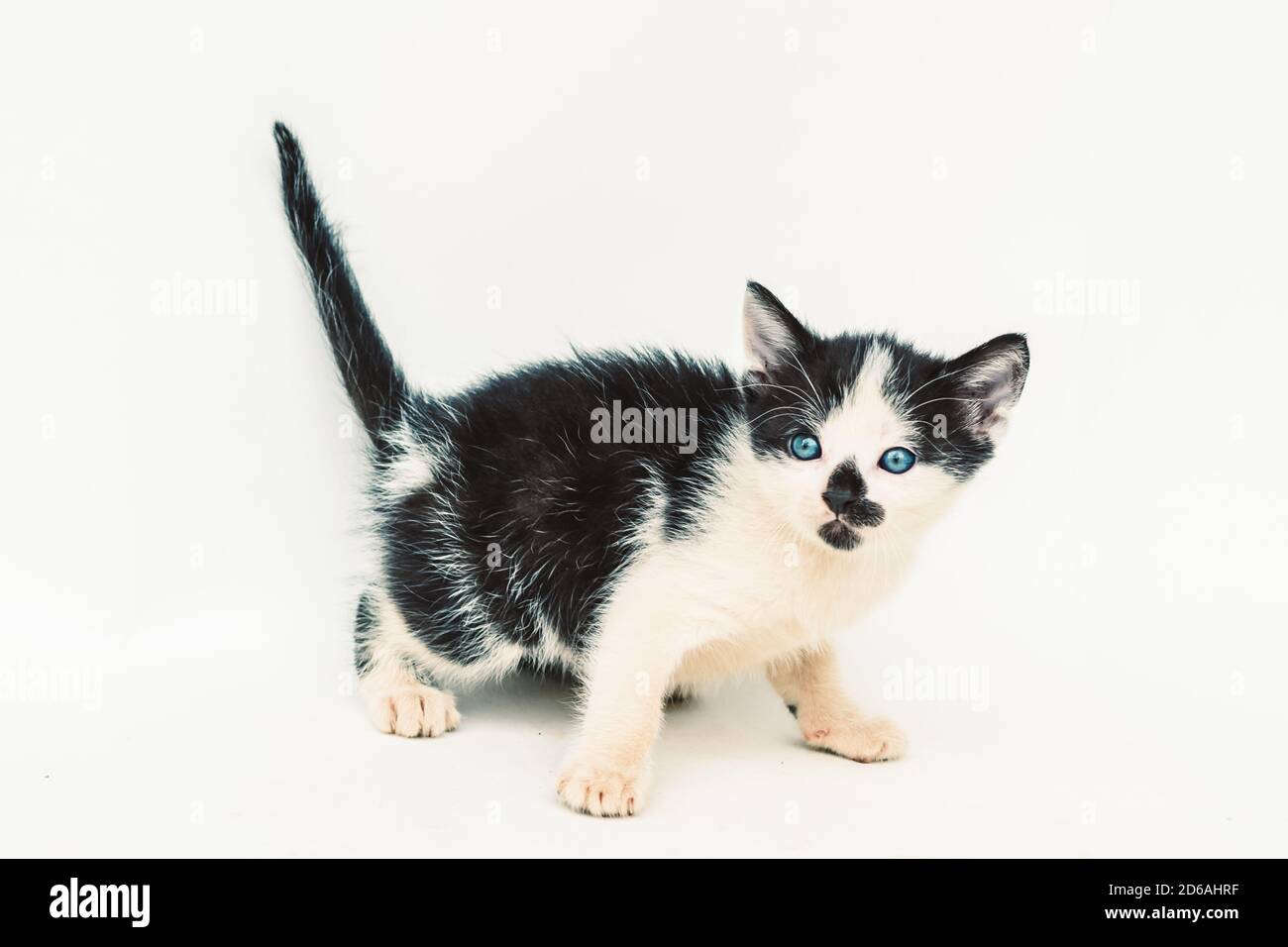 Schöne gefleckte weiße schwarze Katze mit tiefblauen Augen und Schwarzer Fleck auf der Schnauze auf weißem Hintergrund Stockfoto