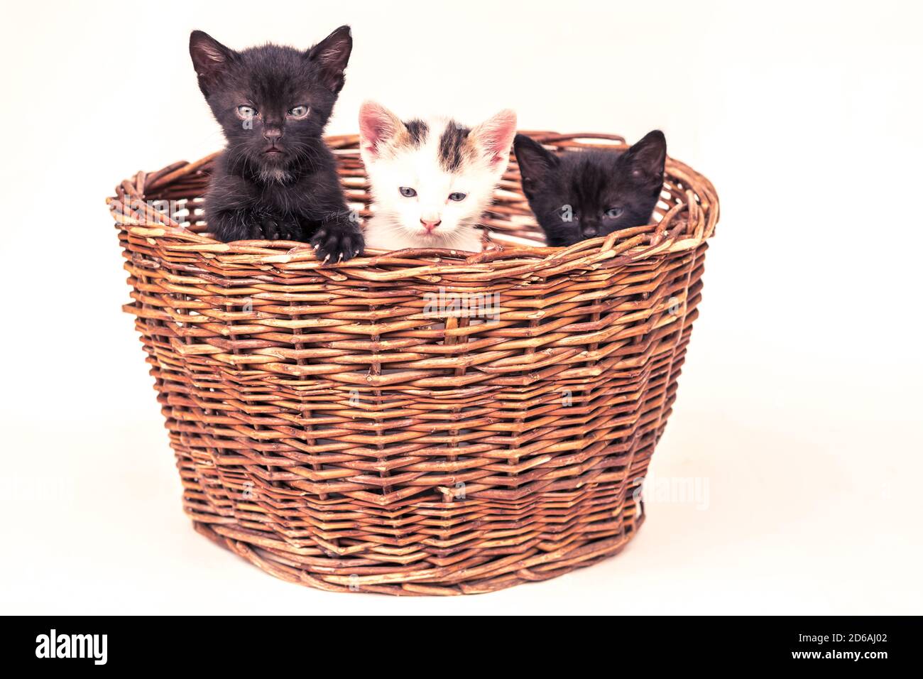 Schöne kleine Katzen suchen neugierig und posiert im Korb auf Weißer Hintergrund Stockfoto