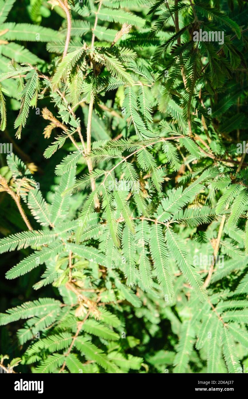 Nahaufnahme von grünen Blättern verschiedener Pflanzen aus der forrest in  kuba Stockfotografie - Alamy