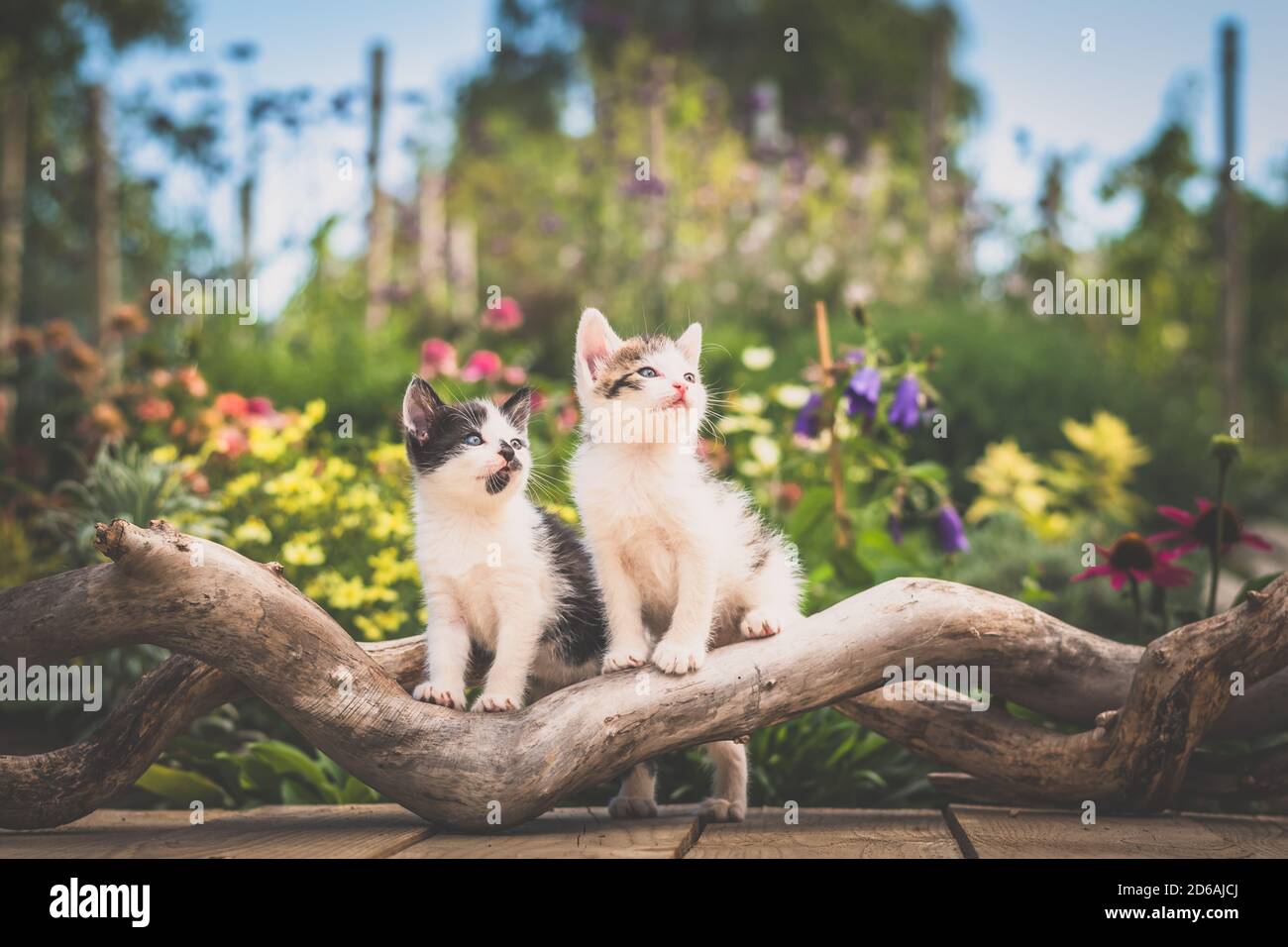 Zwei entzückende niedliche Kätzchen posiert auf Baumstamm in bunten gelben, roten, grünen Blumen Hintergrund Stockfoto
