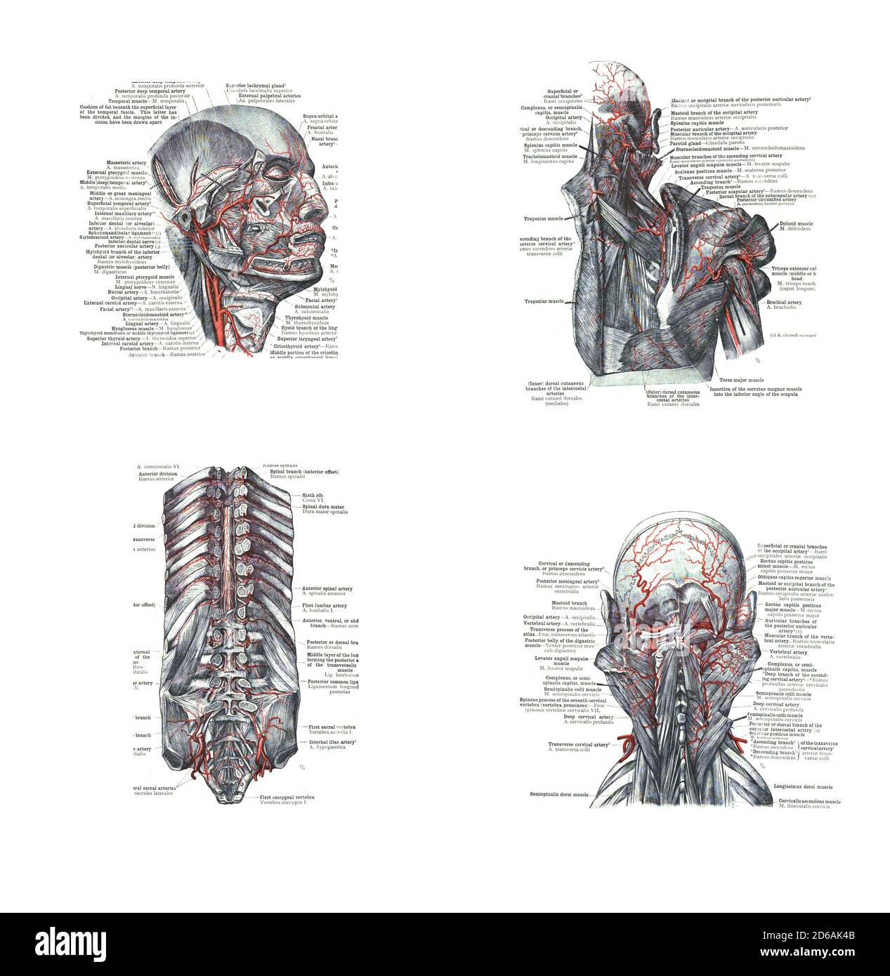 Atlas der menschlichen anatomie -Fotos und -Bildmaterial in hoher ...