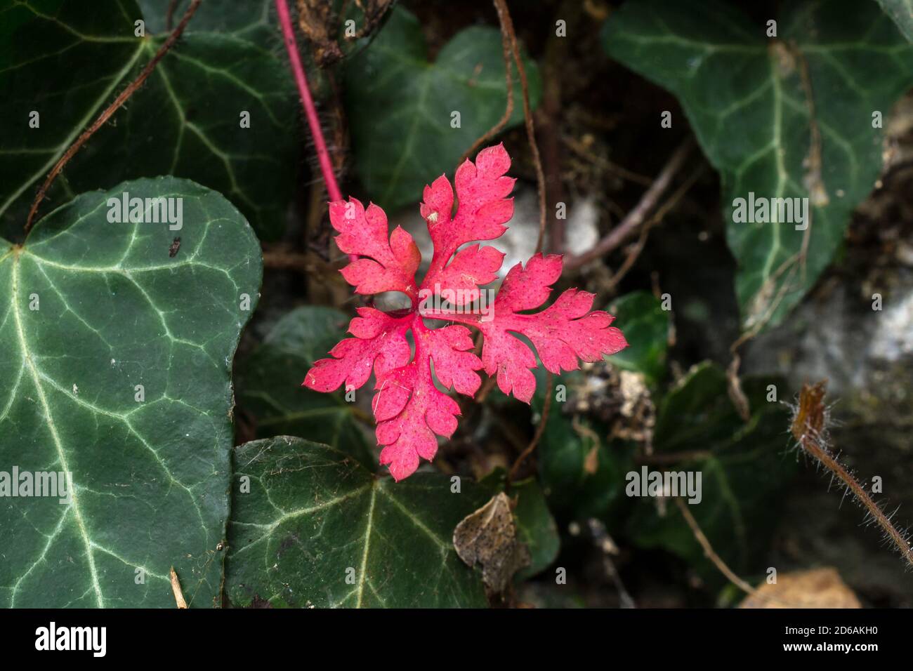 Die Blätter der Geranium robertianum oder Kraut-Robert färben sich am Ende der Saison rot. Stockfoto