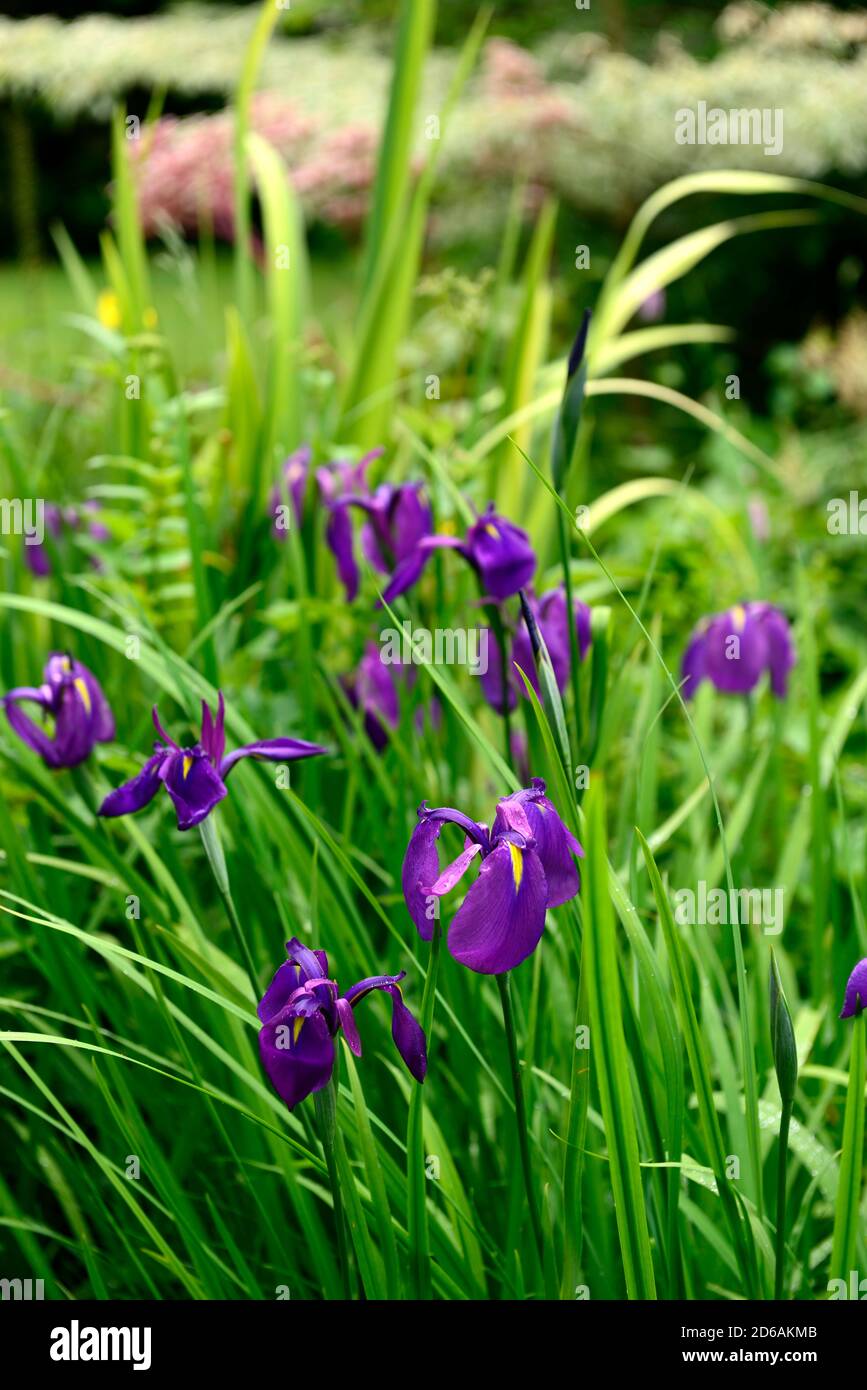japanische Wasser Iris, Iris Ensata, lila gelbe Blumen, Blume, Blüte, Garten, Gärten, RM Floral Stockfoto