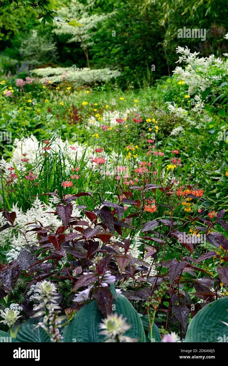 persicaria roter Drache, japanische Primueln, primula japonica, Masse, massiert, Pflanzen, mischen, gemischt, Farben, gelb, rosa, lila, rot, orange, mehrjährig, RM Floral Stockfoto