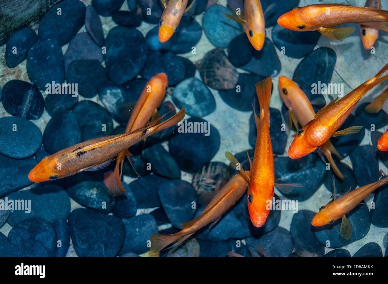 Orangefarbener japanischer Koi-Fisch (Cyprinus rubrofuscus) in einem Teich mit runden Steinen. Draufsicht. Stockfoto