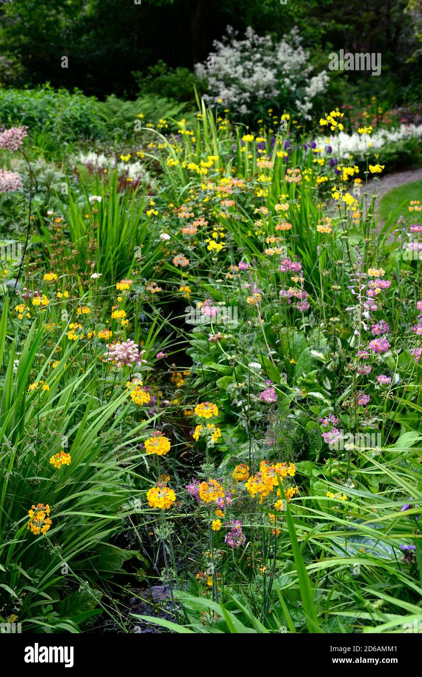 Stream gefüttert mit japanischen Primueln, primula japonica, Masse, massiert, Pflanzen, mischen, gemischt, Farben, gelb, rosa, lila, rot, orange, mehrjährige, RM Floral Stockfoto