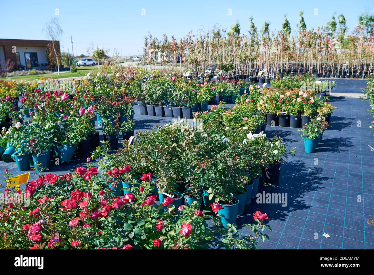 Reihen von Blumentöpfen in einer Blumenkütte, Gartencenter Gewächshaus Stockfoto
