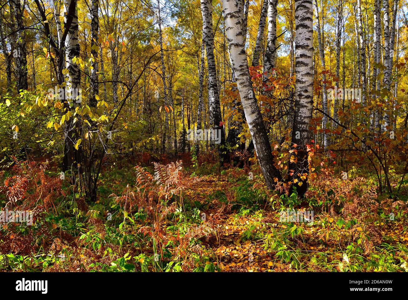 Helle bunte sonnige Herbstwaldlandschaft - Märchen von Herbstnatur. Bunte Laub von Bäumen, Sträuchern, roten Farnblättern, weißen Stämmen von bir Stockfoto