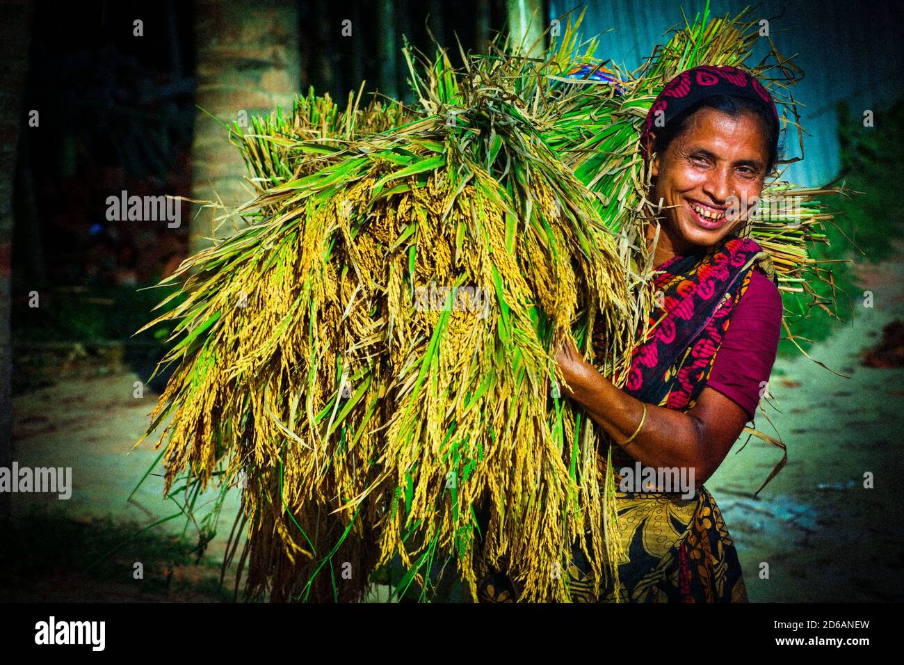 Happy Village Farmer sammeln ihre Ernte in Bangladesch Stockfoto