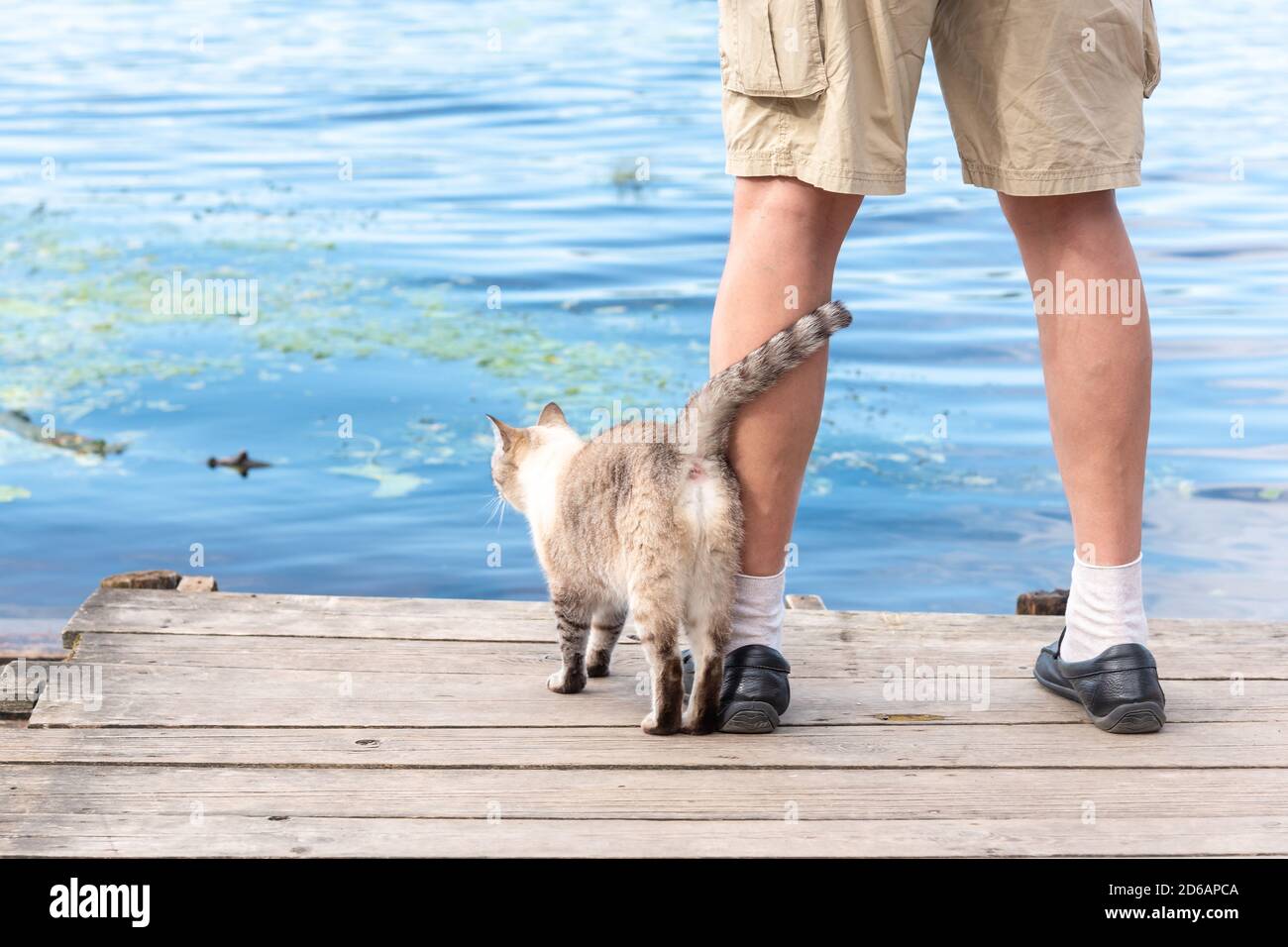 Katze und menschliche Freundschaft, Kitty und Besitzer am See Stockfoto