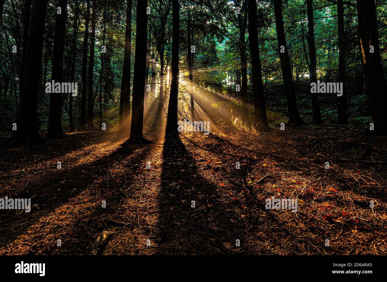 Waldbäume von der aufgehenden Sonne hinterleuchtet. Werfen lange Schatten auf den Waldboden Stockfoto